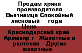 Продам хряка производителя Вьетнамца.Спокойный,ласковый.,2 года. › Цена ­ 4 000 - Краснодарский край, Армавир г. Животные и растения » Другие животные   